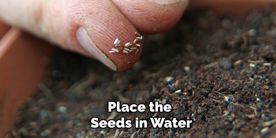 Place the
Seeds in Water