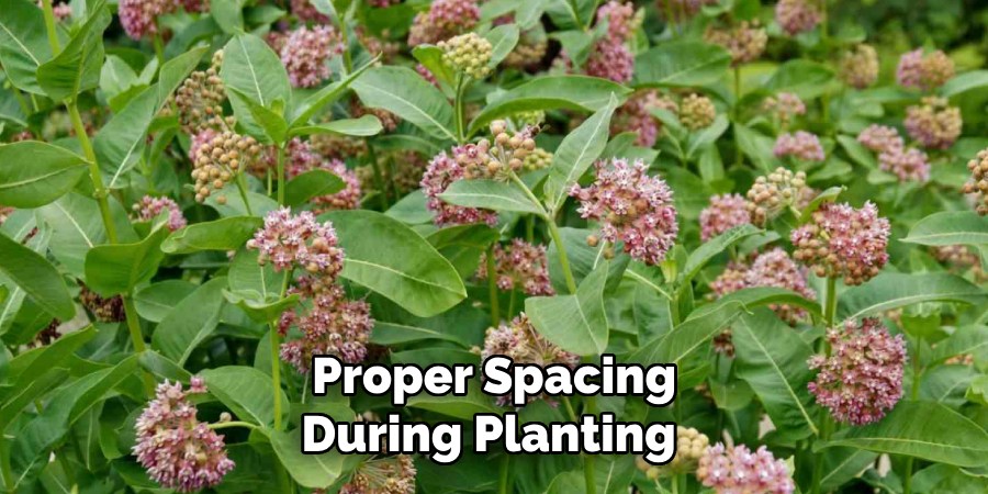 Proper Spacing
During Planting