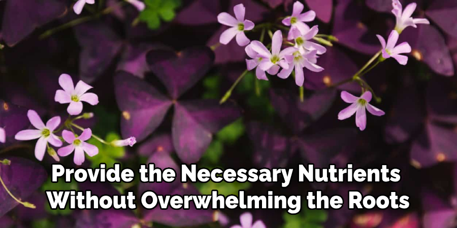 Provide the Necessary Nutrients
Without Overwhelming the Roots