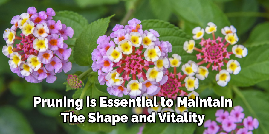 Pruning is Essential to Maintain
The Shape and Vitality