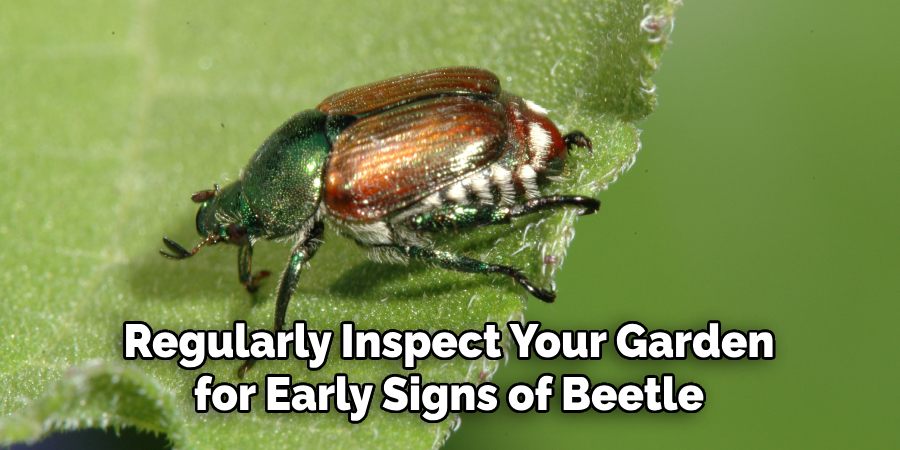 Regularly Inspect Your Garden
for Early Signs of Beetle