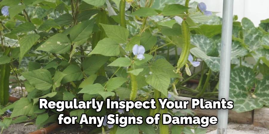 Regularly Inspect Your Plants
for Any Signs of Damage