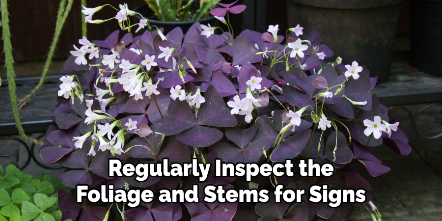 Regularly Inspect the
Foliage and Stems for Signs