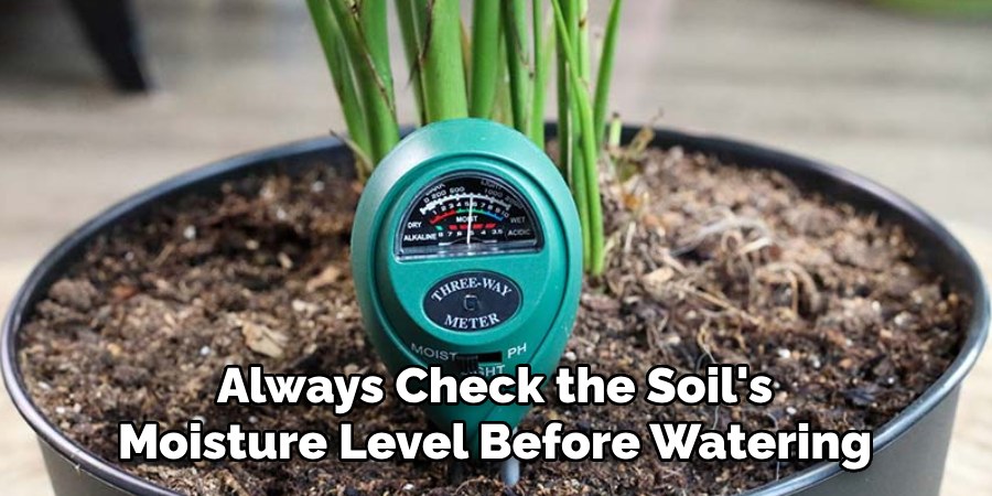 Always Check the Soil's
Moisture Level Before Watering