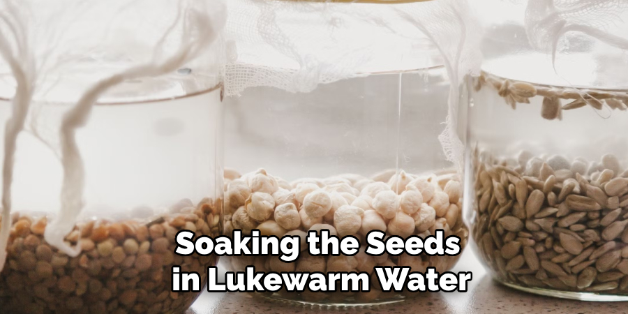 Soaking the Seeds
in Lukewarm Water