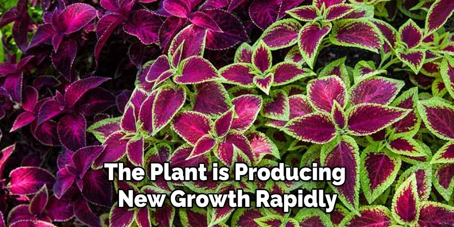 The Plant is Producing
New Growth Rapidly