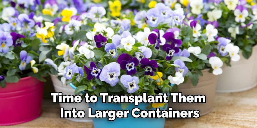 Time to Transplant Them
 Into Larger Containers