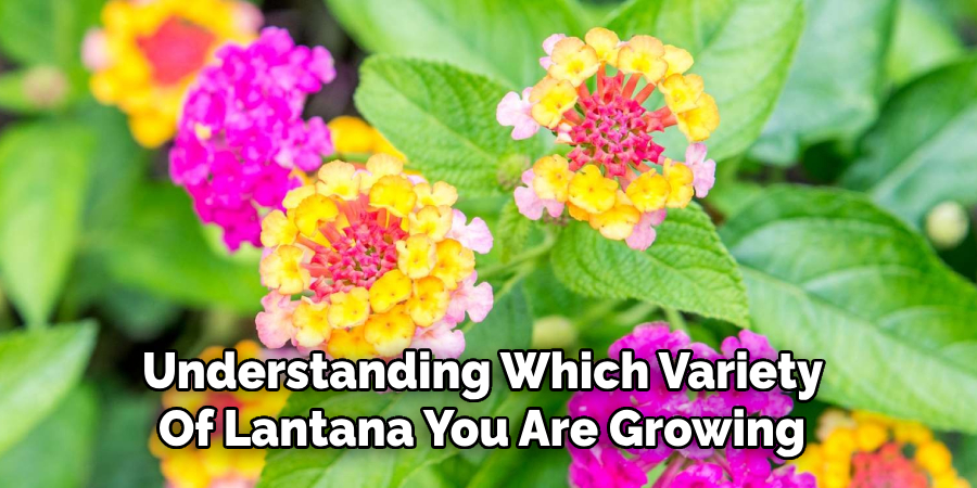 Understanding Which Variety
Of Lantana You Are Growing
