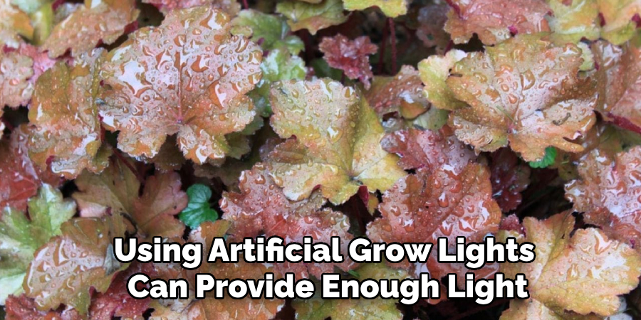 Using Artificial Grow Lights
Can Provide Enough Light