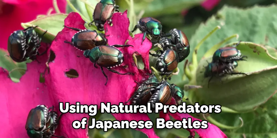 Using Natural Predators
of Japanese Beetles