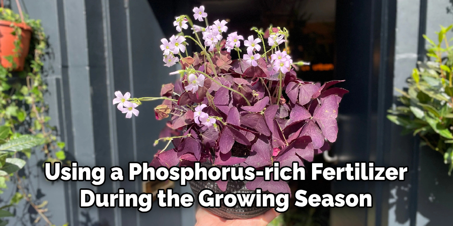 Using a Phosphorus-rich Fertilizer
During the Growing Season