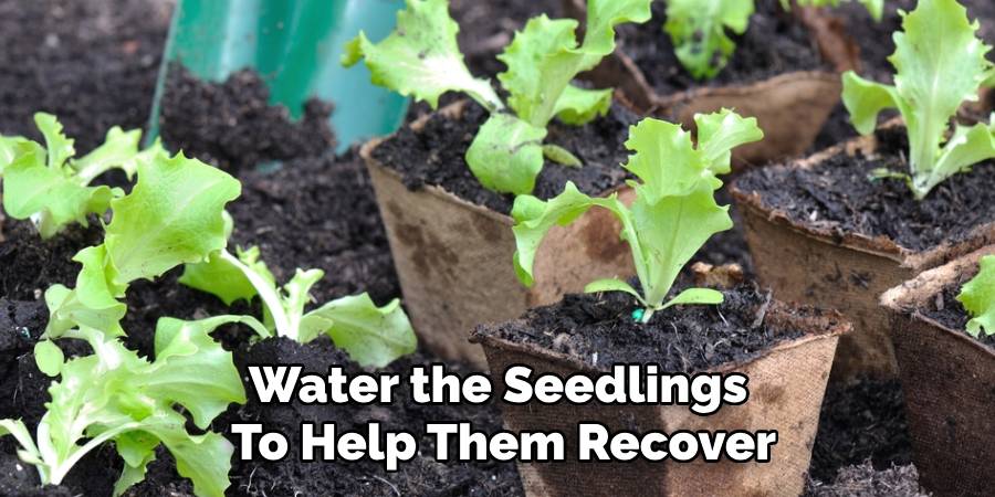 Water the Seedlings
To Help Them Recover