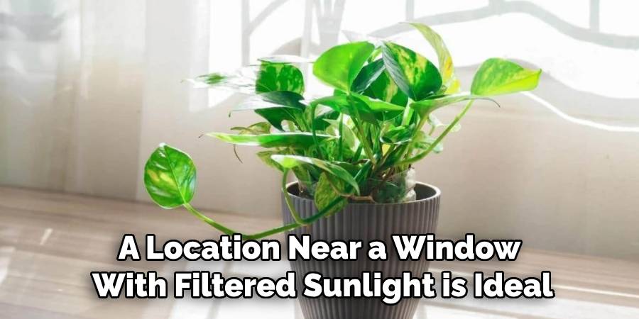 A Location Near a Window
With Filtered Sunlight is Ideal