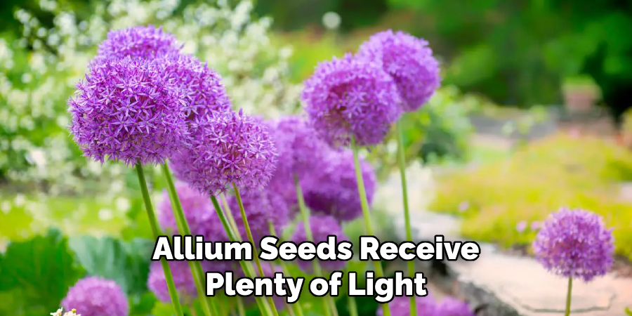 Allium Seeds Receive
Plenty of Light