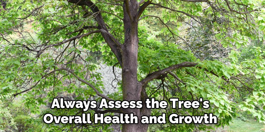 Always Assess the Tree's
Overall Health and Growth