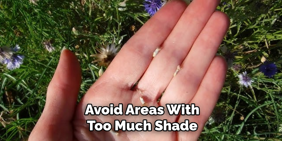 Avoid Areas With Too Much Shade