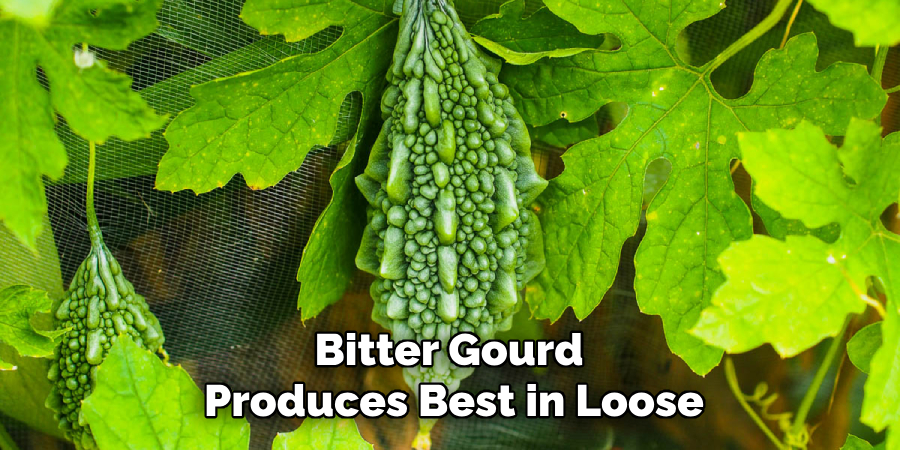 Bitter Gourd 
Produces Best in Loose