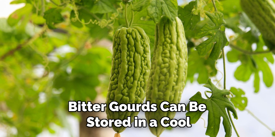 Bitter Gourds Can Be 
Stored in a Cool