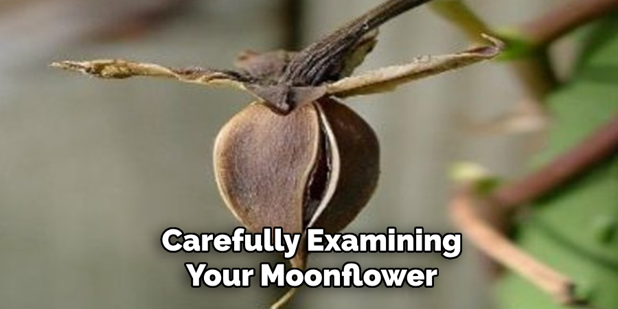 Carefully Examining Your Moonflower