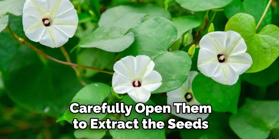 Carefully Open Them to Extract the Seeds