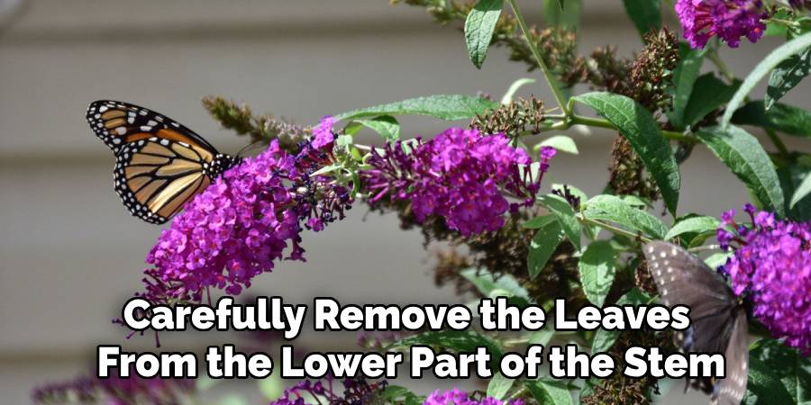 Carefully Remove the Leaves
From the Lower Part of the Stem