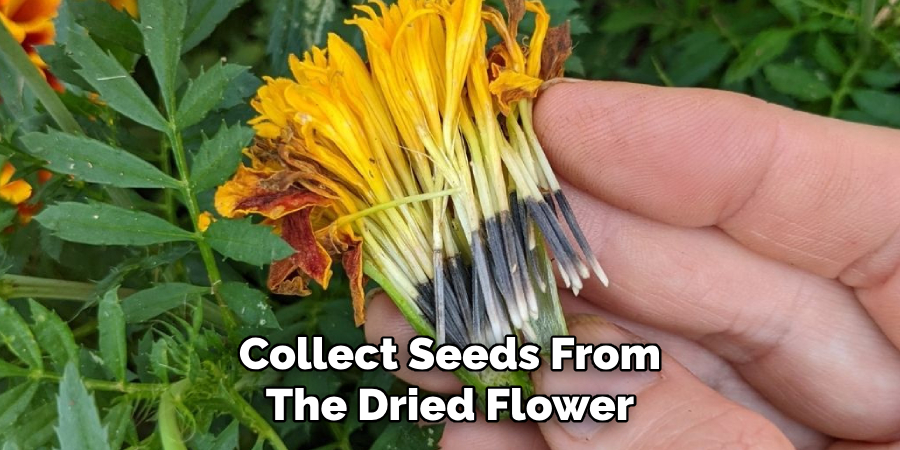 Collect Seeds From
The Dried Flower