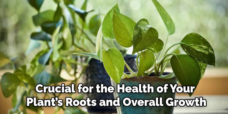 Crucial for the Health of Your
Plant’s Roots and Overall Growth