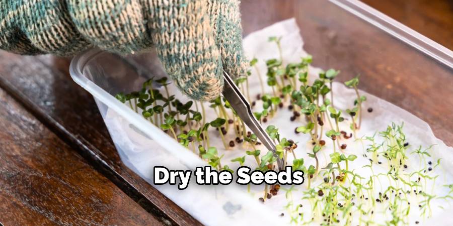 Dry the Seeds