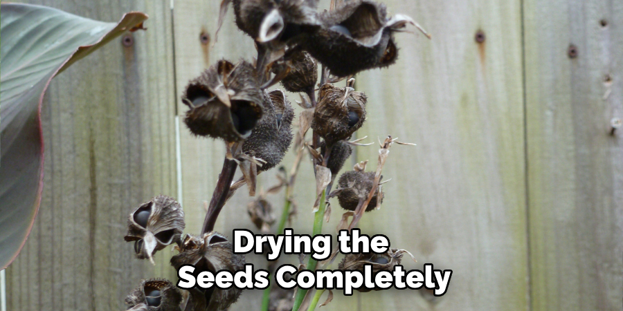Drying the
Seeds Completely