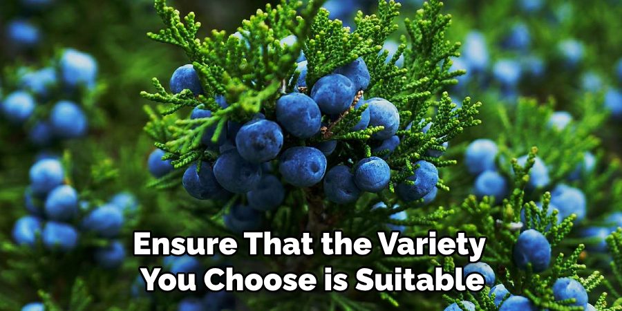 Ensure That the Variety
 You Choose is Suitable