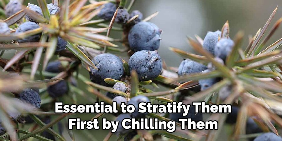 Essential to Stratify Them
 First by Chilling Them 