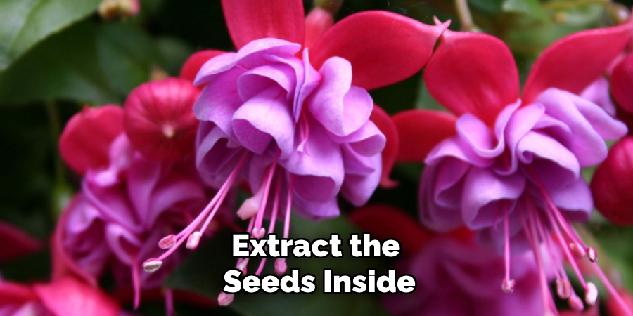 Extract the
Seeds Inside