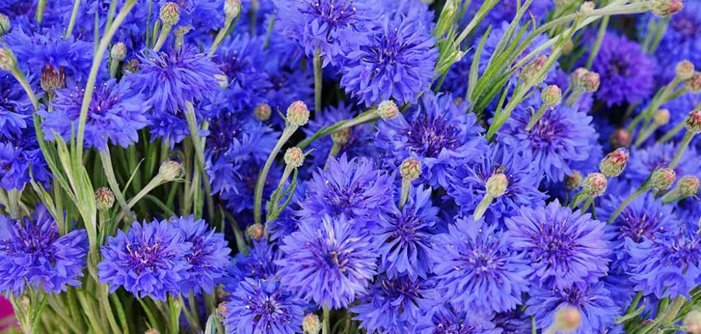 How to Plant Bachelor Button Seeds