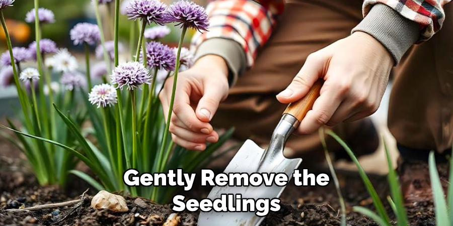 Gently Remove the
Seedlings