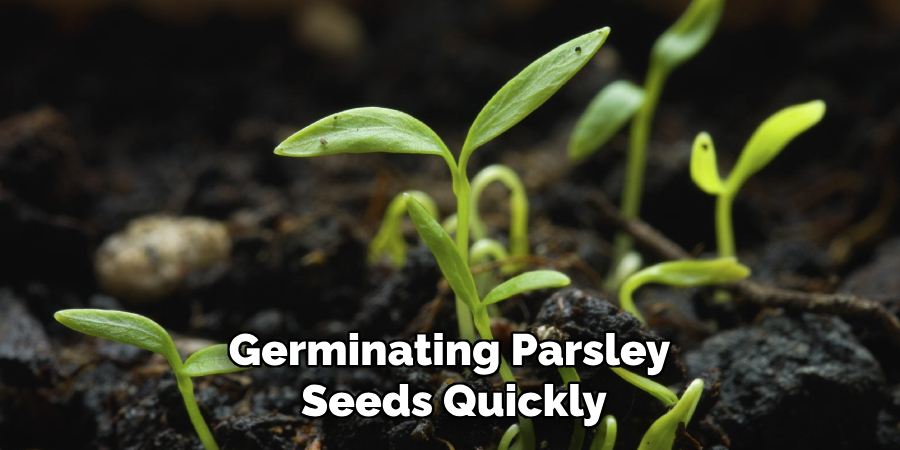 Germinating Parsley
Seeds Quickly