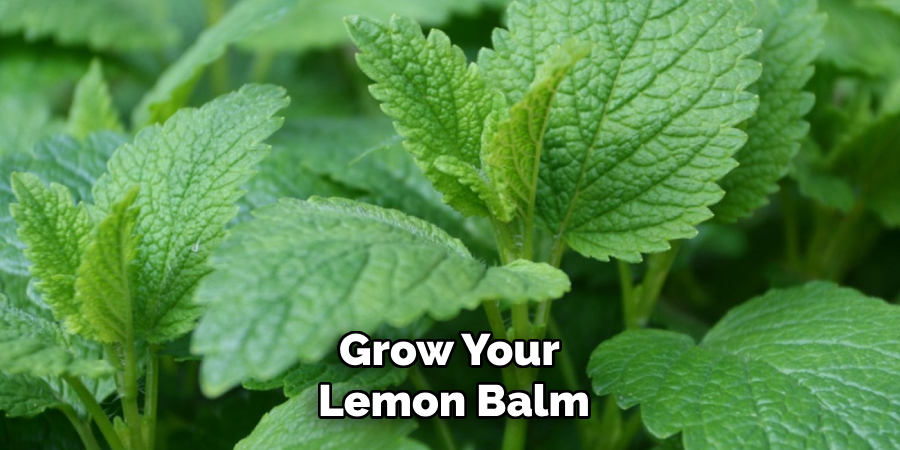 Grow Your
Lemon Balm