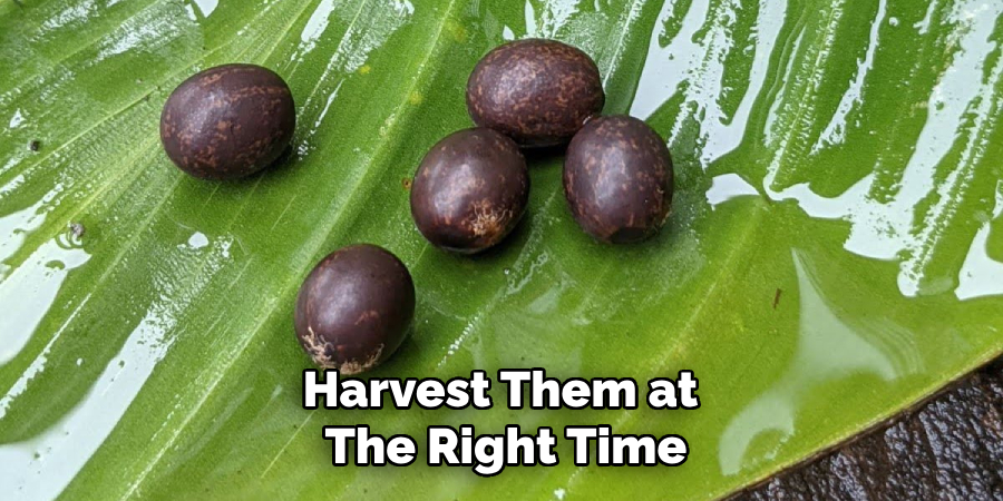 Harvest Them at
The Right Time