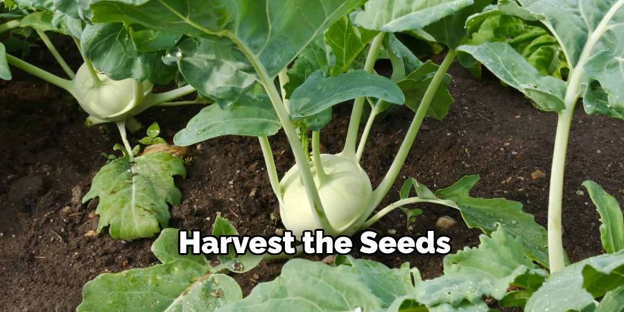 Harvest the Seeds