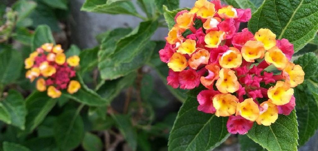 How to Care for Lantana Plants