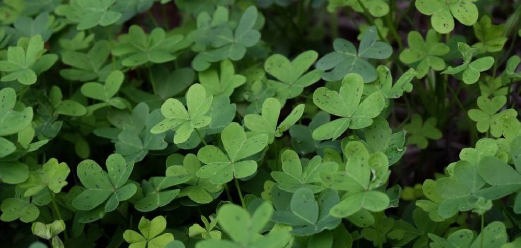 How to Divide a Shamrock Plant