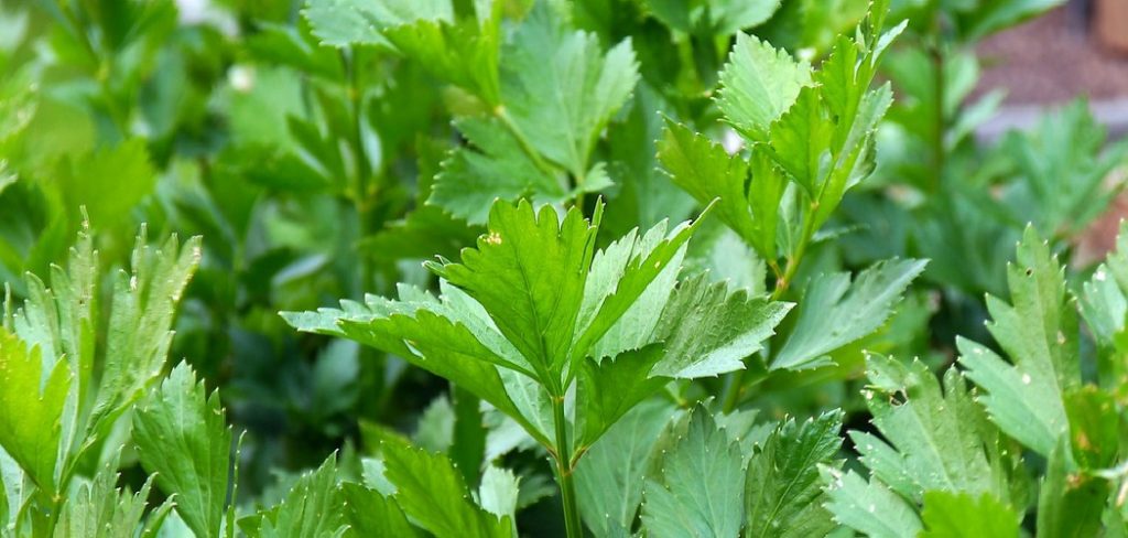 How to Germinate Parsley Seeds Quickly