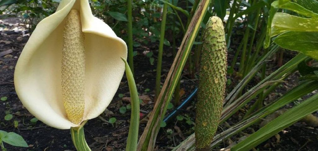 How to Germinate Vanilla Seeds