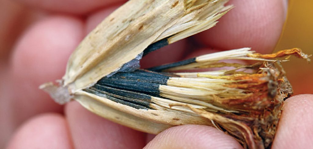 How to Get Marigold Seeds
