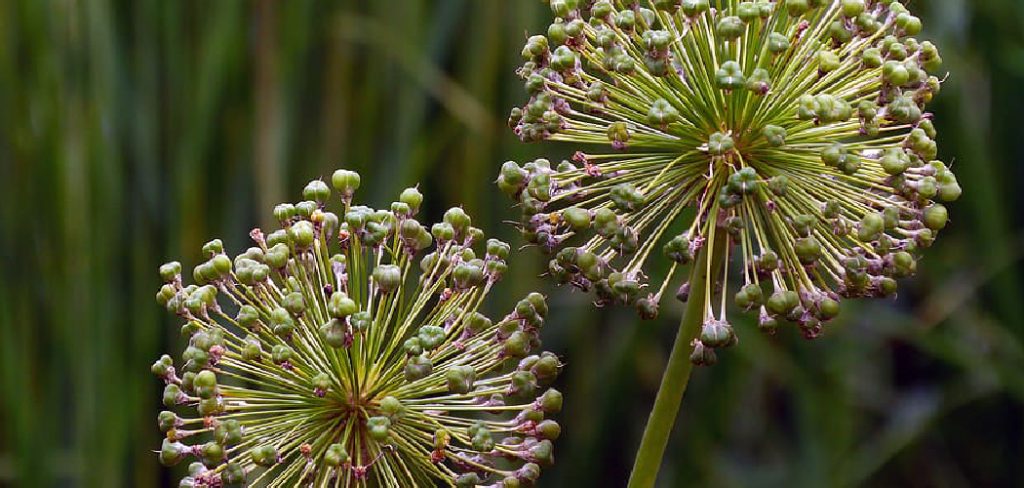 How to Grow Allium Seeds