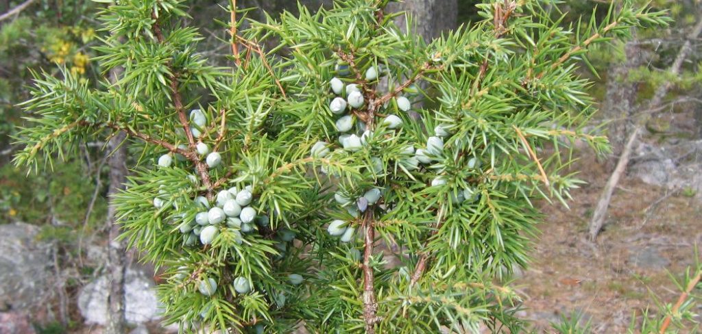 How to Grow Juniper Berries