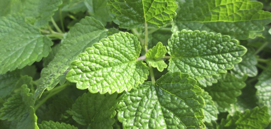 How to Grow Lemon Balm From Seed