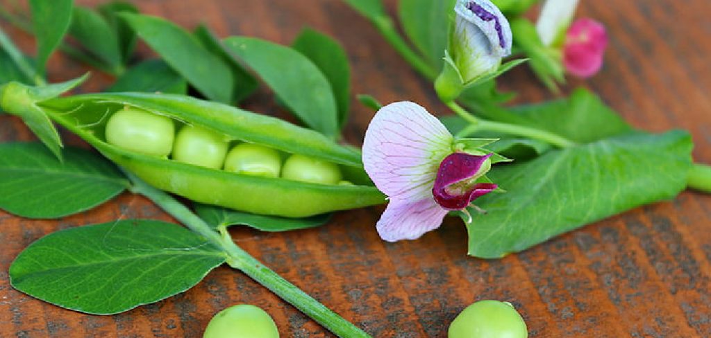 How to Grow Snow Peas From Seed