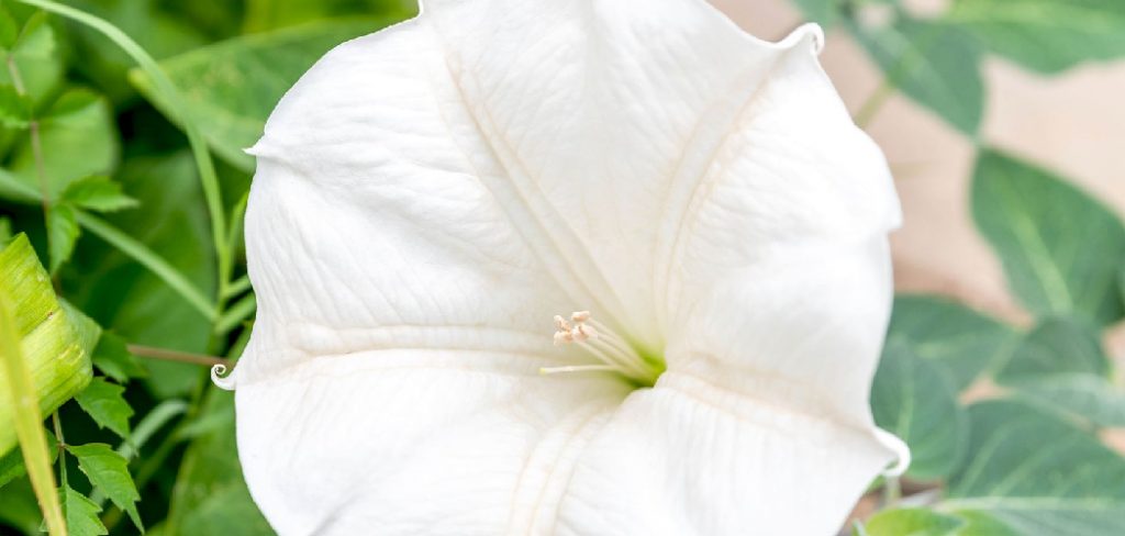 How to Harvest Moonflower Seeds