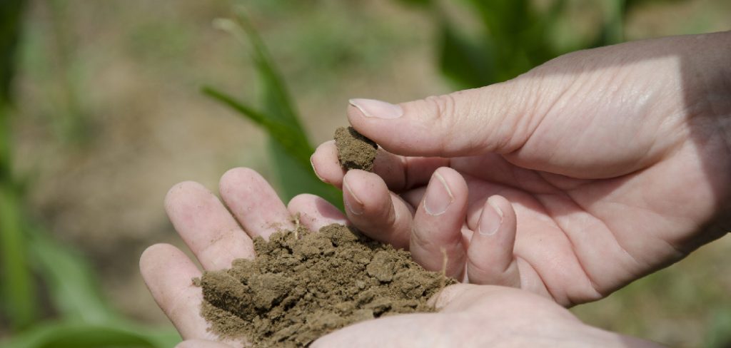 How to Identify Loam Soil