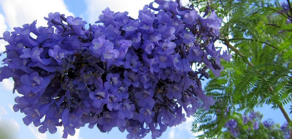 How to Keep a Jacaranda Tree Small